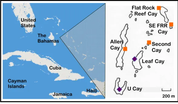 Figure 1 Naturally occurring populations of the Allen Cays Rock Iguana (Cyclura cychlura inornata) are found on two cays in the Northern Bahamas, Leaf and U Cay, marked by the symbol, 