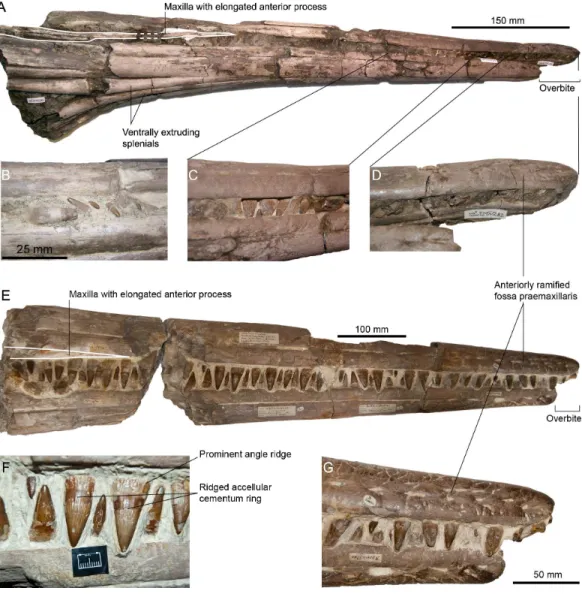 Figure 3 Rostra referred to Pervushovisaurus campylodon (Carter, 1846a). (A–D) CAMSM TN282, a partial rostrum possibly from a juvenile specimen