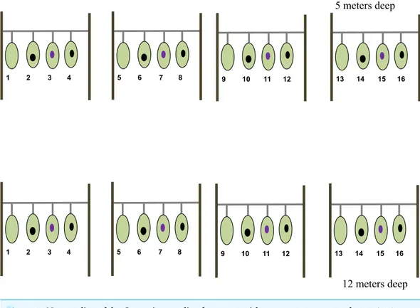 Figure 1 Nursery line of the Gorgonia ventalina fragments with treatment enumerated. 1, 5, 9, 13, are healthy fragments (HF)