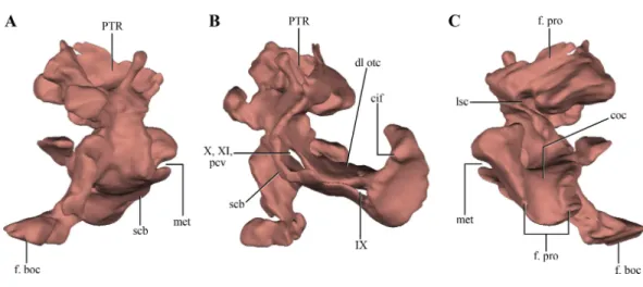 Figure 8 Digital reconstructions of the right otoccipital (excluding the paroccipital processes) of Macelognathus