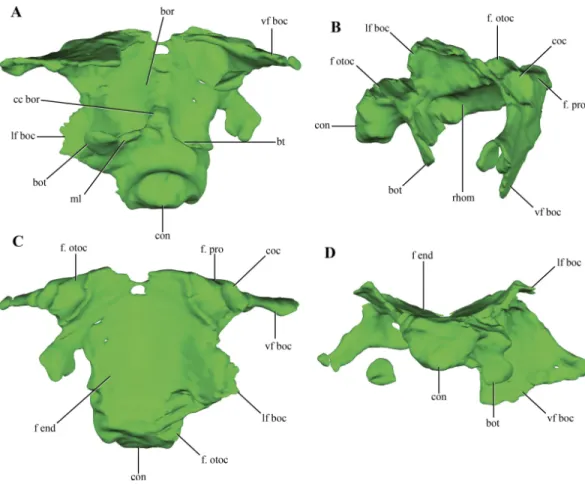 Figure 10 Digital reconstructions of the basioccipital of Macelognathus. (A) ventral; (B) lateral; (C) dorsal; and, (D) posterior views
