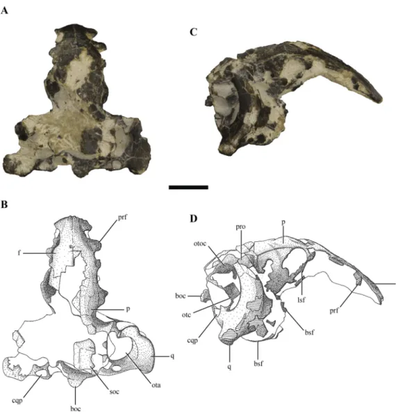 Figure 1 Posterior region of the skull of Macelognathus vagans (LACM 5572/150148). (A–B), dorsal;