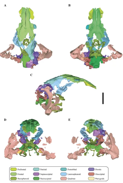 Figure 2 Digital reconstruction of the segmented posterior region of the skull of Macelognathus (LACM 5572/150148)