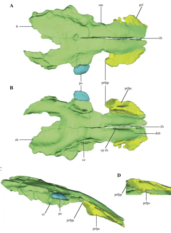 Figure 3 Digital reconstructions of the frontals, prefrontals and postorbital of Macelognathus