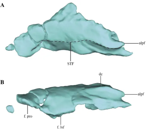 Figure 4 Digital reconstructions of the parietal of Macelognahus. (A) dorsal; and, (B) lateral views