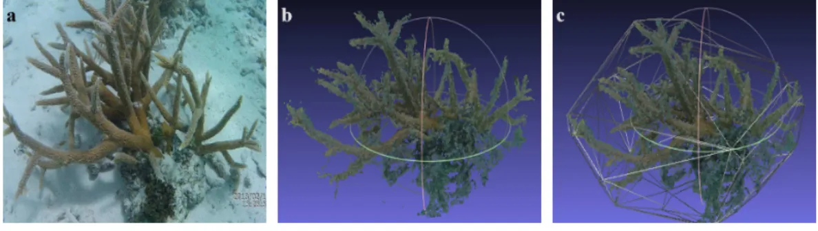 Figure 2 3D model reconstruction. Sequence of pictures depicting the 3D model reconstruction process.