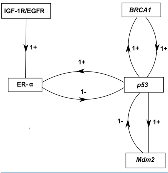 Figure 5 ER- α associated BRN. Activation is indicated by a positive (+) sign while negative (−) sign indicate inhibition