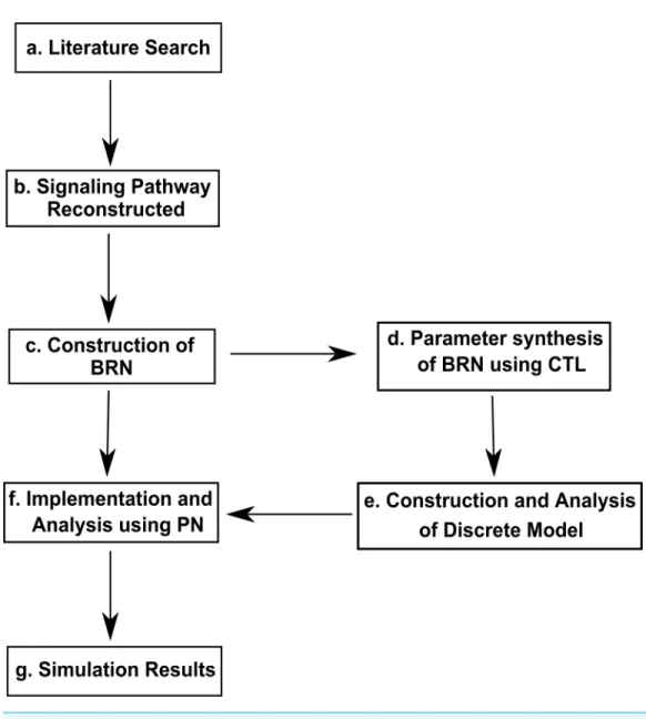 Figure 2 Work Flow Diagram presenting the structure and organization of the study. (A) Inference of biological observations of signaling pathways from literature survey (B) construction of interactions of proteins in the metastasis of Breast cancer (C) app