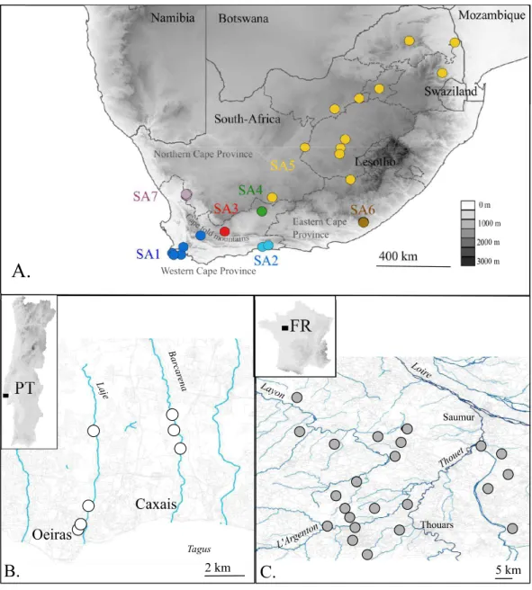 Figure 1 Map of the native (A. South Africa) and invaded X. laevis localities (B. Portugal, C
