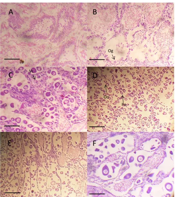 Figure  3.2  Photomicrographs  showing  stages  in  the  development  of Chamelea  gallina  female  gonad