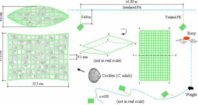 Figure 2. Technical drawing with the most relevant characteristics of a standard “wallet-line” used in  the fishery for Hexaplex (Trunculariopsis) trunculus and Bolinus brandaris in the Ria Formosa lagoon 