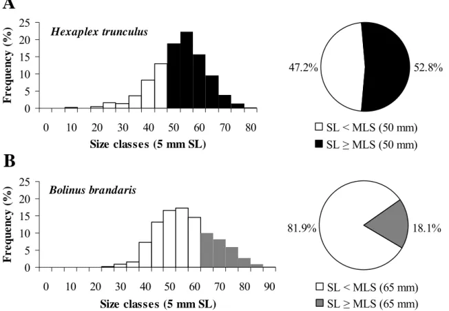 Figure 8. Size-frequency distribution of the catches of target species and respective proportion of  individuals below and above the minimum landing size (MLS) of the species: a)  Hexaplex  (Trunculariopsis) trunculus (MLS = 50 mm SL)