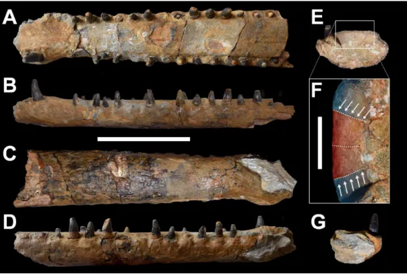 Figure 2 DORCM G.3939, ‘ Steneosaurus’ cf. obtusidens . Anterior mandibular symphysis in (A) dorsal, (B) left lateral, (C) ventral, (D) right lateral, (E) posterior, (F) close up of the posterior view, (G) anterior view