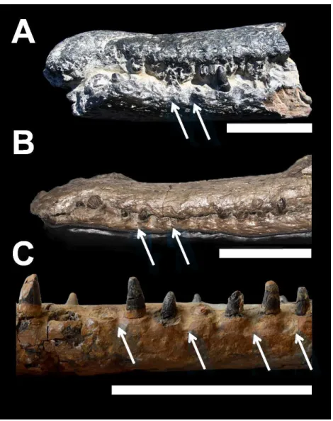 Figure 3 Comparative plate of macrophagous teleosaurid dentary pit-receptions. (A) Machimosaurus buffetauti, MPV V1600bo, left lateral view; (B) ‘Steneosaurus’ obtusidens, NHMUK PV R 3168, left lateral view; (C) ‘Steneosaurus’ cf