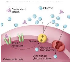 Figura 8 – Mecanismo de relação entre a influência da insulina na captação de glicose