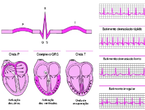 Figura 11 – Registos de um electrocardiograma: A onda P representa a activação das aurículas, o complexo QRS representa a activação dos ventrículos e a onda T representa a onda de recuperação, enquanto a corrente eléctrica difunde-se para trás sobre os ven