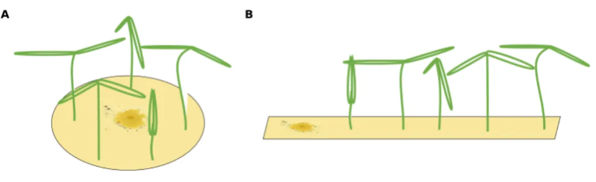 Figure 1 Two different possible setups for infection treatments. (A) The circular setup with a centered pathogen surrounded by plants may lead to a steep linear infection scenario as all plants are probably  in-fected by the source pathogen at more or less