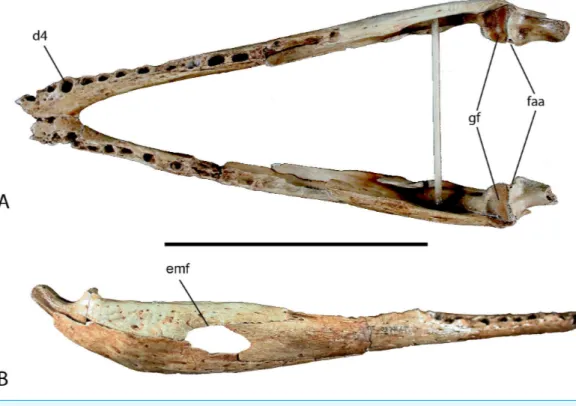 Figure 6 Mandible of UAP-03.791. (A) Doral view; (B) Right lateral view. Abbreviations: d4, alveolus for dentary tooth number 4; emf, external mandibular fenestra; faa, articular foramen aereum; gf, glenoid fossa of articular