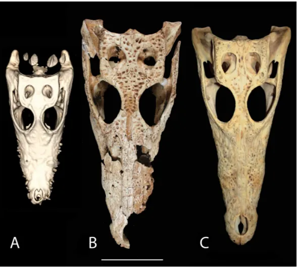 Figure 9 Skull shape comparison. Dorsal view. (A) FMNH 37216, Crocodylus niloticus. (B) UAP-03.791, Anjohibe Cave specimen