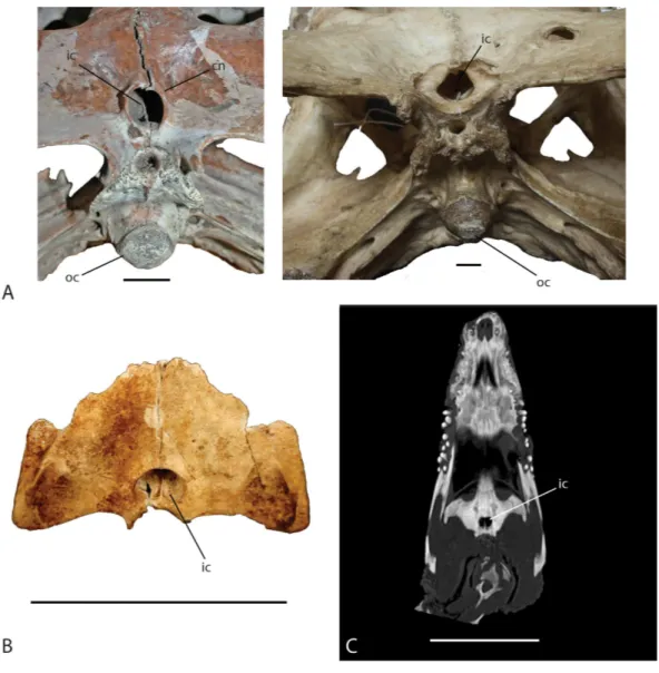Figure 10 Ventral view of the internal choana of Crocodylus niloticus and Voay robustus