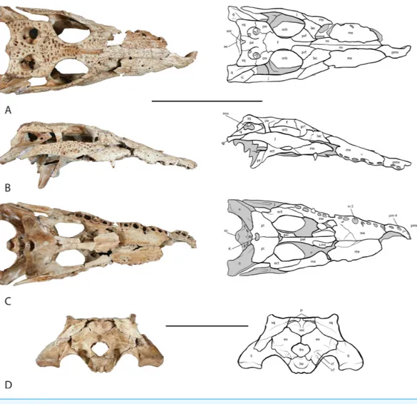 Figure 3 Skull of UAP-03.791. (A) dorsal view; (B) right lateral view;. (C) ventral view; (D) occipital view