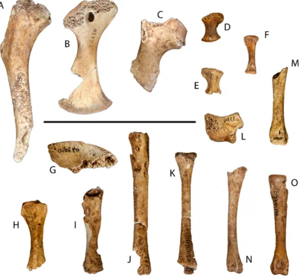 Figure 4 Postcranial remains of UAP-03.791. (A) Partial left humerus, dorsal view; (B) left coracoid, dorsal view; (C) partial right scapula, ventral view; (D) left radiale, dorsal view; (E) right radiale, dorsal view; (F) metacarpal, dorsal view; (G) part