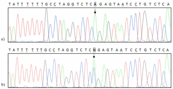 Fig. 4.  Electrophoregrams corresponding to a) control genomic DNA and b) DNA sample of a patient with the IVS4+65A>C  mutation.