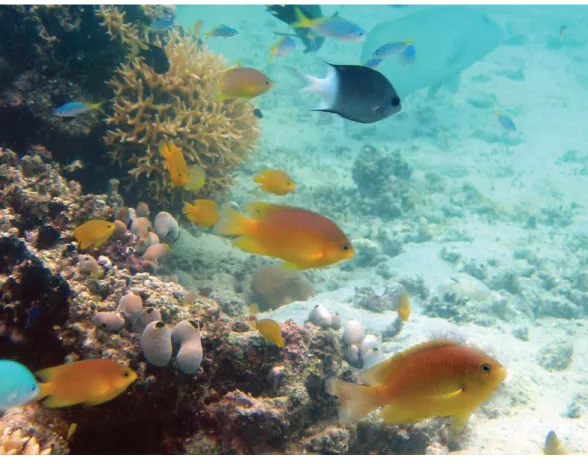 Figure 1 The Ambon damselfish, Pomacentrus amboinensis , have been used as a model fish for field and laboratory studies