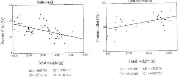 Figure 17. The relationship between total body weight (g) and protein content in the filiei (%) in farmed yellowtail and  red seabream 