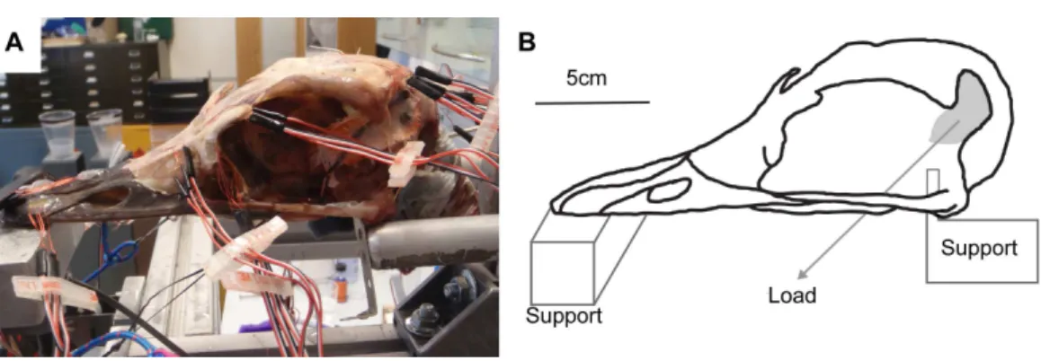Figure 2 Ex-vivo experimental set up. (A) Experimental testing of ostrich with gauges attached, under loading of the artificial tendons