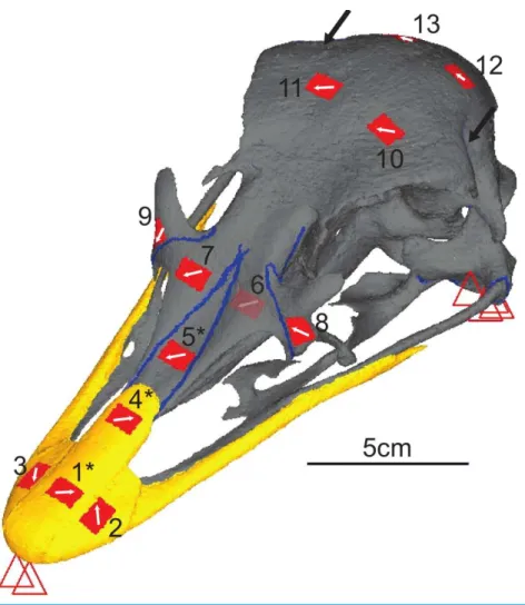 Figure 3 Digital reconstruction of the ostrich skull. Red triangles represent the constraints, black arrows show orientation and location of loads, red rectangles are membrane elements that mirror the strain gauges