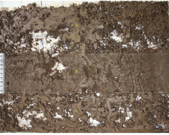 Figure 1 Example of the nutritional quality of habitat terrarium with a soil profile. (A) 0–9, (B) 10–18, and (C) 19–27 cm of the surface (MQH = soil + grass), intermediate (PQH = soil only) and deep (HQH