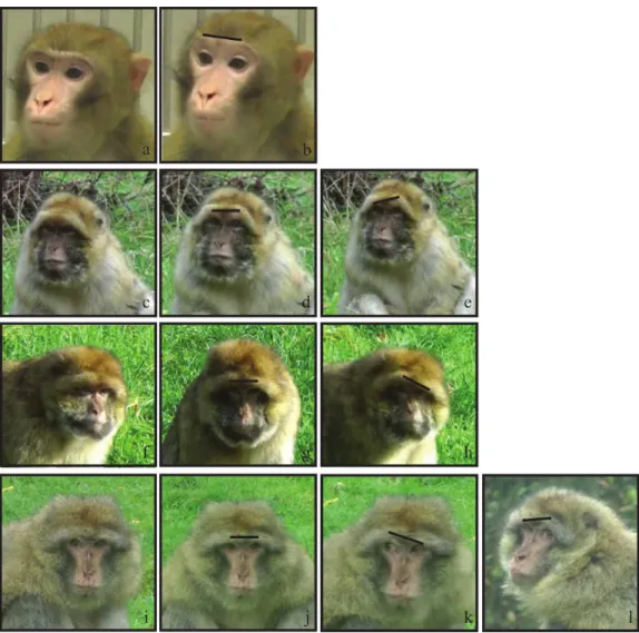 Figure 2 An illustration of the different AU1 + 2 in Barbary macaques compared to rhesus macaques