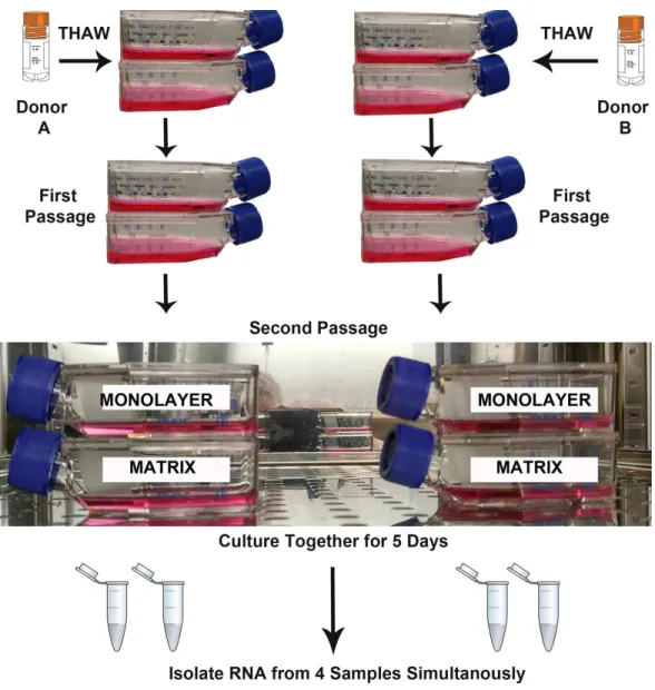 Figure 1 Design of RNA sequencing experiment. The second passages of normal human astrocyte cells from two biological donors were cultured in monolayer and matrix environments for 5 days prior to RNA extraction