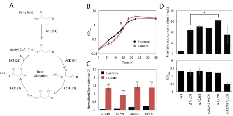 Figure 4 Three additional acyl-CoA ligases limit FFA yield. (A) Schematic diagram of β-oxidation in R