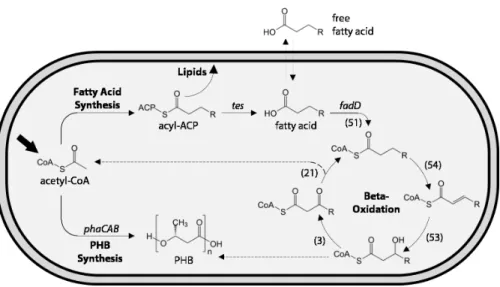 Figure 1 Schematic of fatty acid production and uptake by Ralstonia eutropha H16. Heterotrophic and autotrophic growth of R