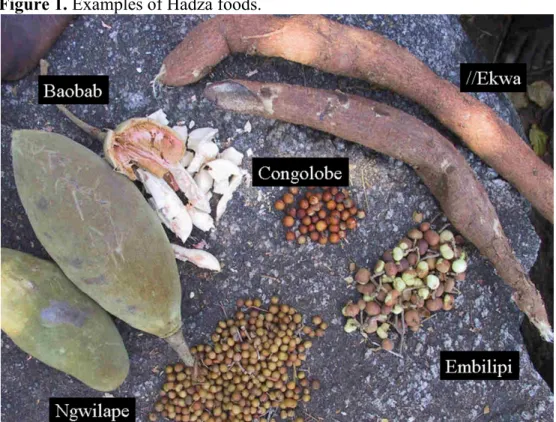 Figure 1. Examples of Hadza foods. 