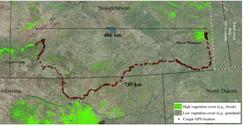 Figure 4 Long-distance dispersal of a sub-adult male cougar. Dispersal route of a sub-adult male cougar (M7) that was fitted with a GPS-satellite collar in the Cypress Hills (Aug 2011) in southwest Saskatchewan, Canada