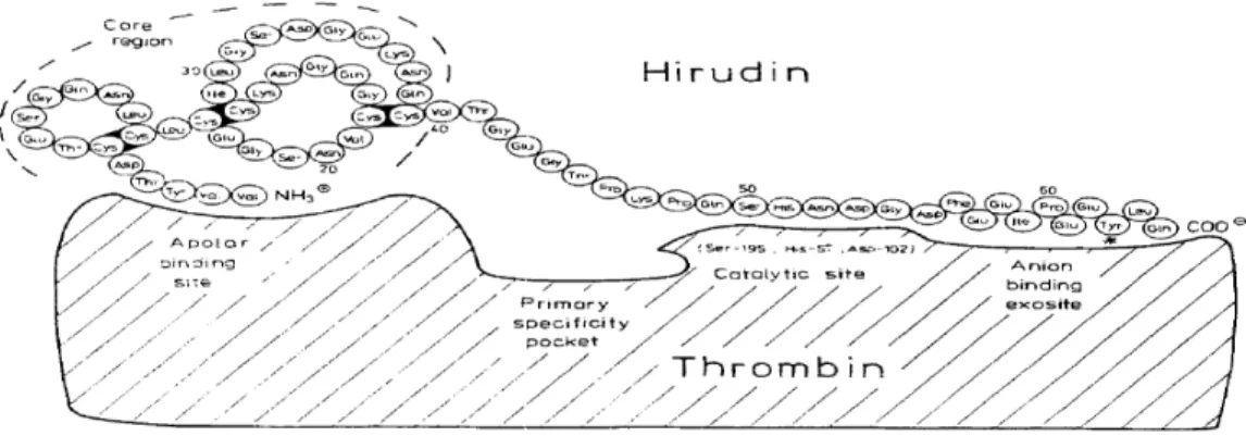 Figure 3:  Scheme of the hirudin interaction with the active site of thrombin (Markwardt 1992)