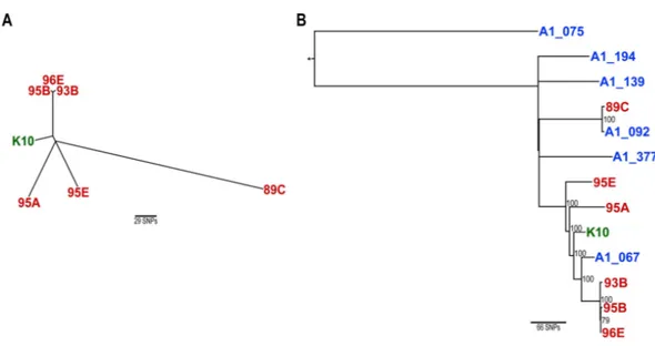 Figure 1 Maximum likelihood phylogenetic trees based on concatenated SNPs using the TPM1uf nu- nu-cleotide substitution model (Ahlstrom et al., 2015)