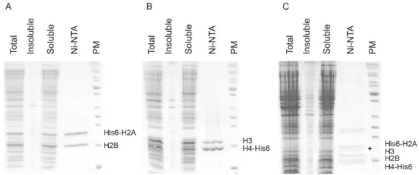 Figure 1. SDS–PAGE analysis of purification of co-expressed histones. 