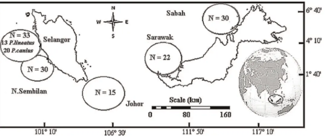 Figure 1 Sampling sites and sample size (N) diagram of P. canius and P. lineatus in Malaysia.