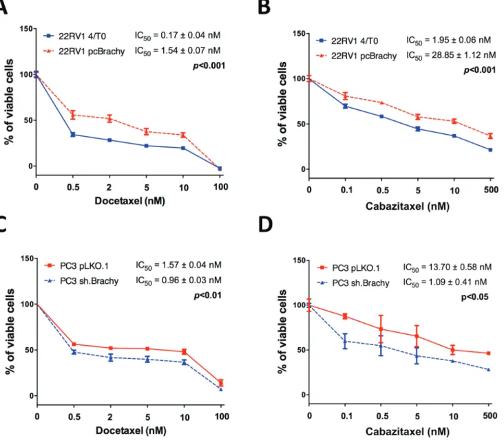 Figure 3B). Moreover, western blot analyses of PCa cell  lines with Brachyury modulation showed that Brachyury 