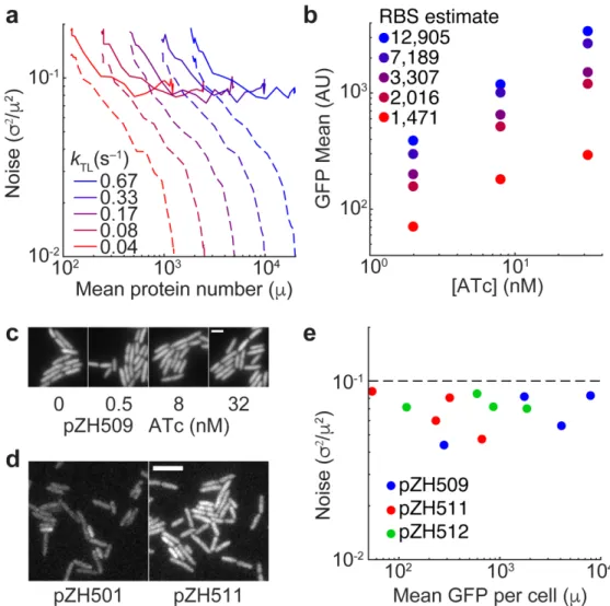 Fig 3. Induction dose-response and noise characterization for bicistronic autoregulation circuits with a range of expression levels