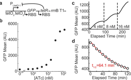 Fig 2. Characterization of induction dose-response and dynamics for bicistronic autoregulation circuit