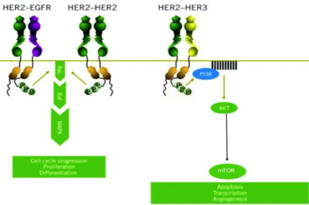 Figure 4- Signalling pathways activated by her2 (33) 
