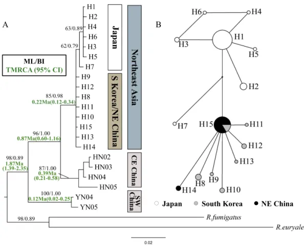 Figure 2 Phylogenetic trees and network for Rhinolophus ferrumequinum populations based on cyt b haplotypes