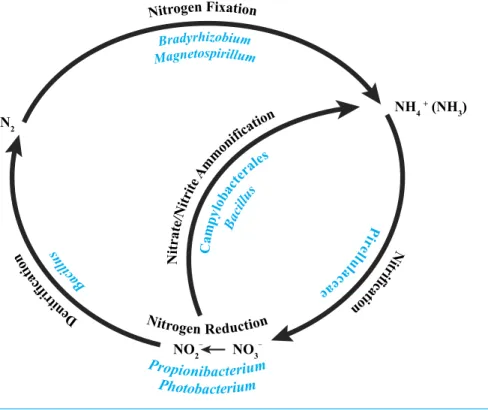 Figure 5 Core bacterial groups potential roles within the nitrogen cycle. A number of the bacterial groups present within the core microbiome of these three P