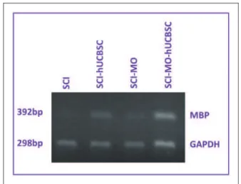 Figure 16. Expression of myelin basic protein in injured and treated spinal cords of rats