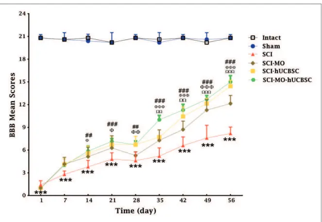 Figure 3. Effect of hUCBSC-MO treatment on motor function after SCI. Intraperitoneal injection of MO (150 mg/kg) was started 1 day after injury and continued once a day for 14 days after injury